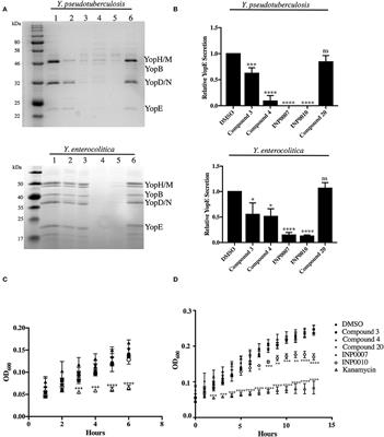 An Experimental Pipeline for Initial Characterization of Bacterial Type III Secretion System Inhibitor Mode of Action Using Enteropathogenic Yersinia